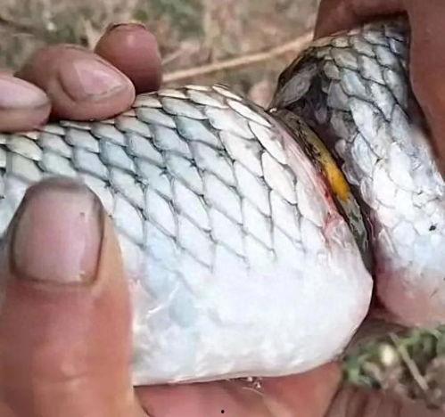 活鱼在线视频,揭秘水下生态的精彩瞬间