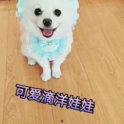 人形宠物在线视频,萌宠魅力,带你领略虚拟世界的温馨瞬间