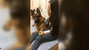 狗狗干美女的在线视频